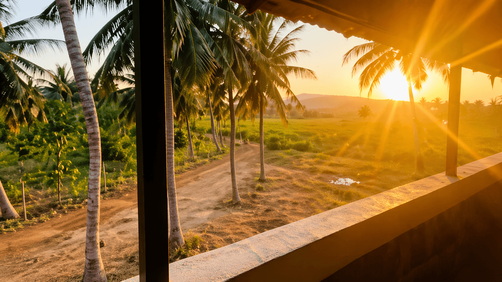 Sunset view from Dharani Farm Stay veranda with coconut palm trees and fields